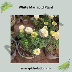 White Marigold Plant  Elegant & Easy-Growing Flowering Plant