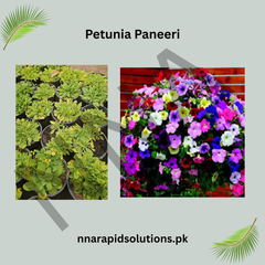 Petunia Paneeri  Healthy Seedlings in Multiple Vibrant Colors