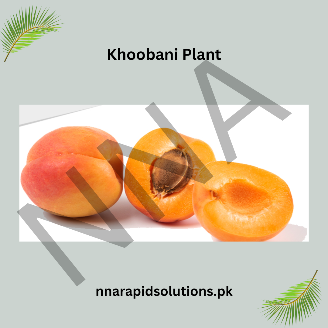 Khoobani (Apricot) Plant  Grafted, 2 Years Old, Early Fruiting Variety