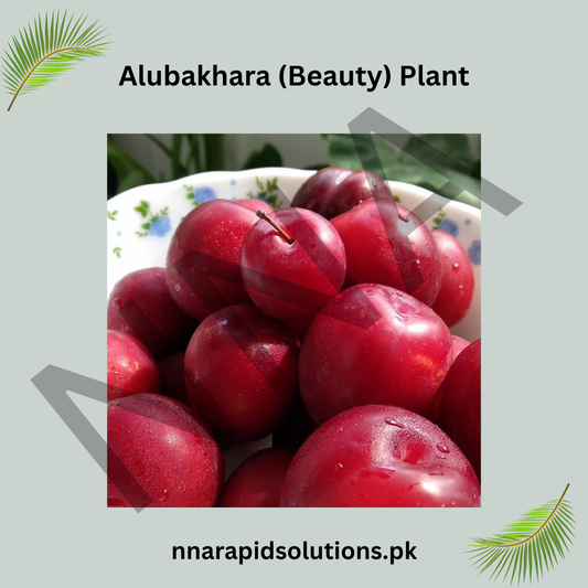 Aloo Bukhara (Beauty) Plant  Grafted, 2 Years Old, Premium Plum Variety