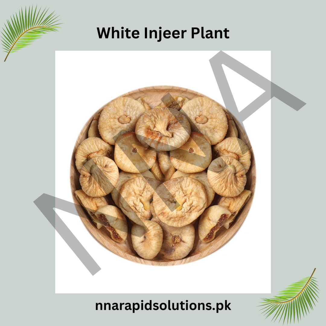 White Fig (Anjeer) Plant 2 Years Old Grafted  Early Fruiting Variety Pakistan
