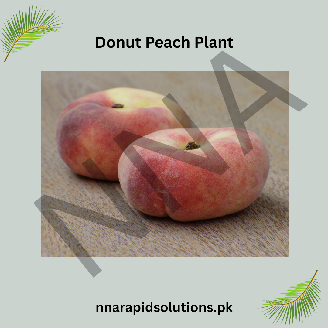 Donut Peach Plant  Unique Flat, Sweet & Juicy Peach Variety