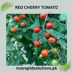 Buy Red Cherry Tomato Hybrid Plant Seeds Online in Pakistan | High Yield Variety