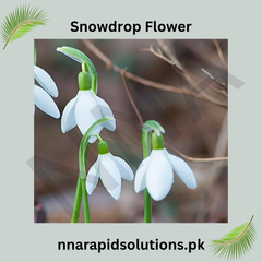 Snowdrop Flower Bulb  The First Sign of Spring