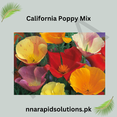 California Poppy Mix Seeds in Pakistan  Colorful Seasonal Flowering Plants