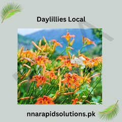 Day Lily 1 Bulb (Common) | Hardy Perennial Flower for Pakistan Gardens