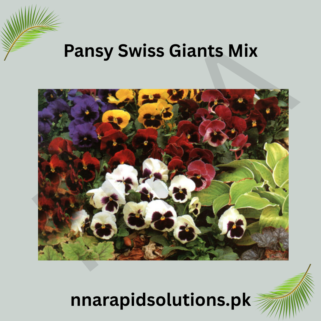 Pansy Swiss Giants Mix  Large Blooms, Premium Winter Flower Seeds
