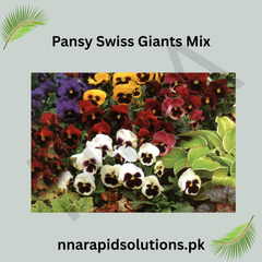 Pansy Swiss Giants Mix  Large Blooms, Premium Winter Flower Seeds