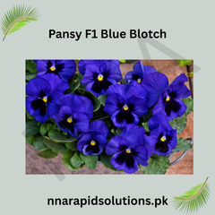 Pansy F1 Blue Blotch  Hybrid Winter Flower Seeds