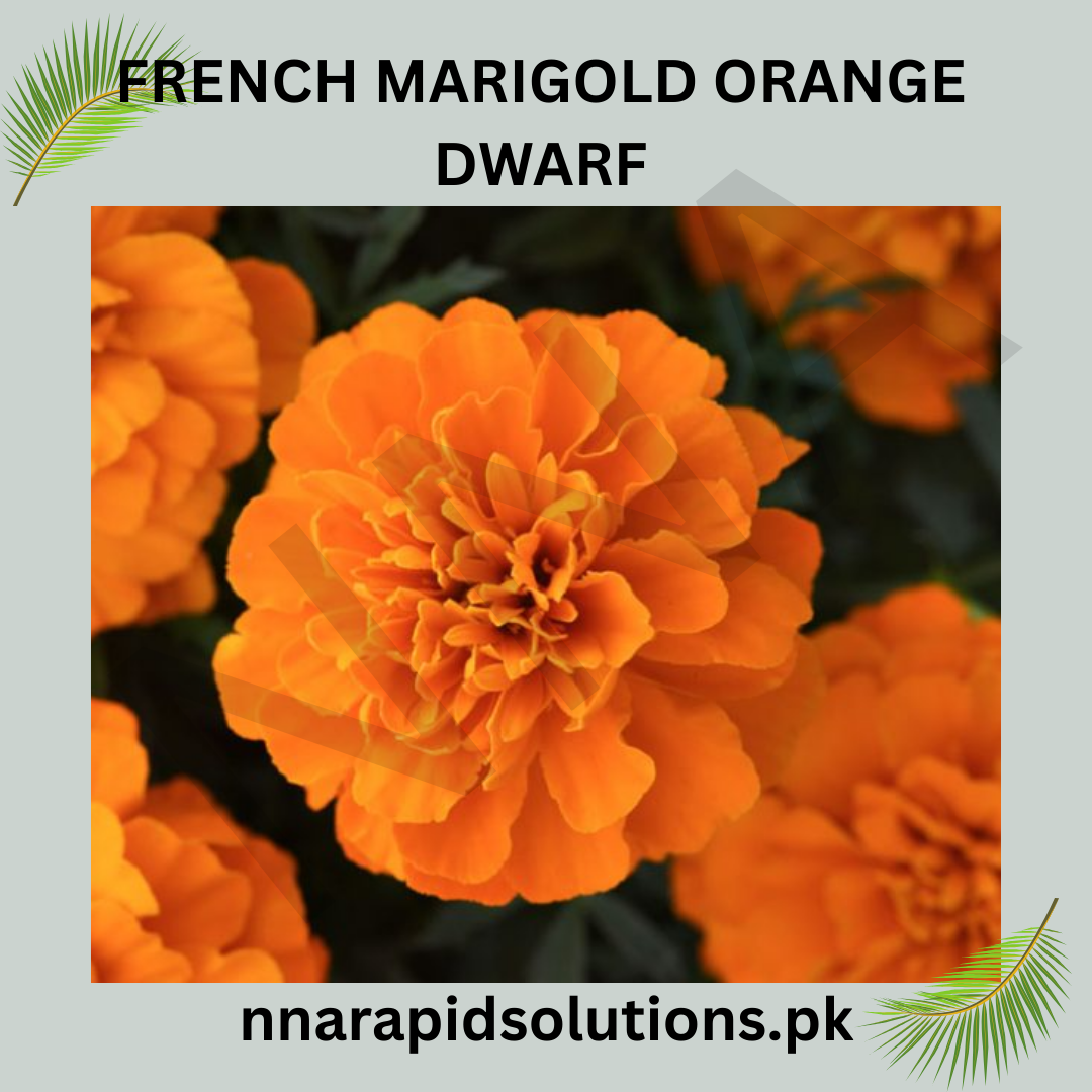French Marigold Orange Dwarf Seeds in Pakistan  Compact Seasonal Flower Seeds