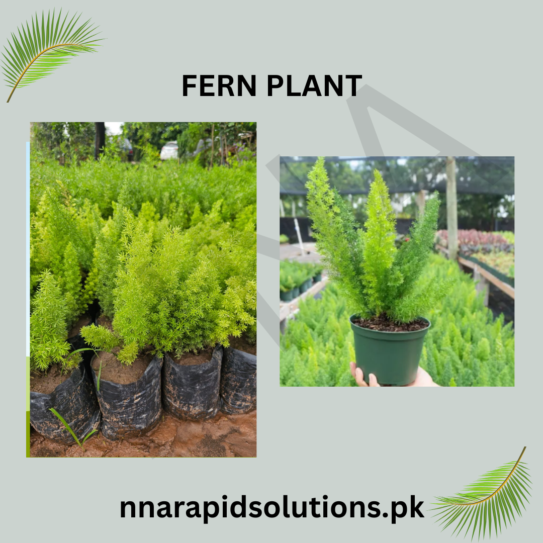Fern Plant  Elegant Green Foliage for Indoors & Outdoors