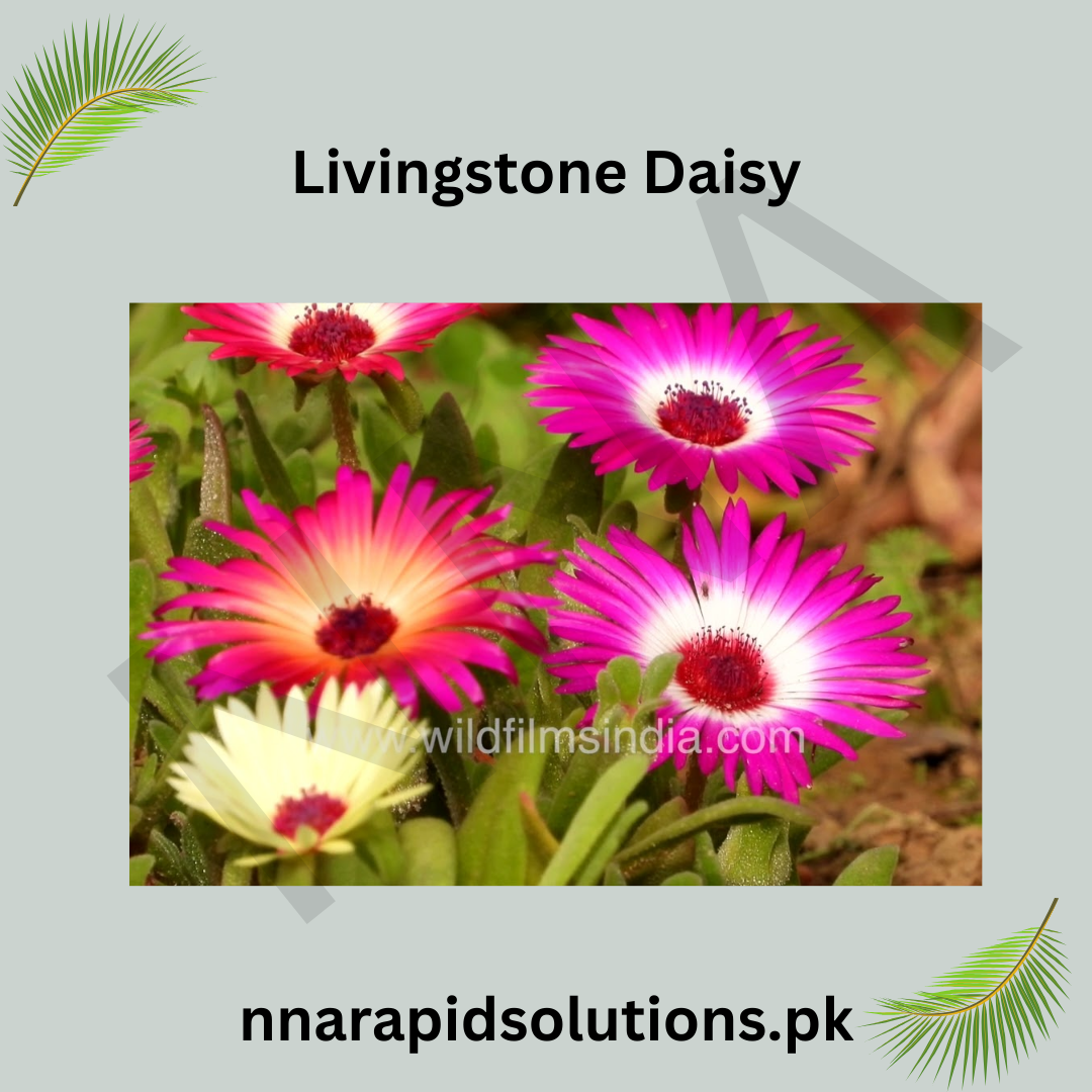 Livingstone Daisy Seeds in Pakistan  Bright Seasonal Ground Cover Flowers