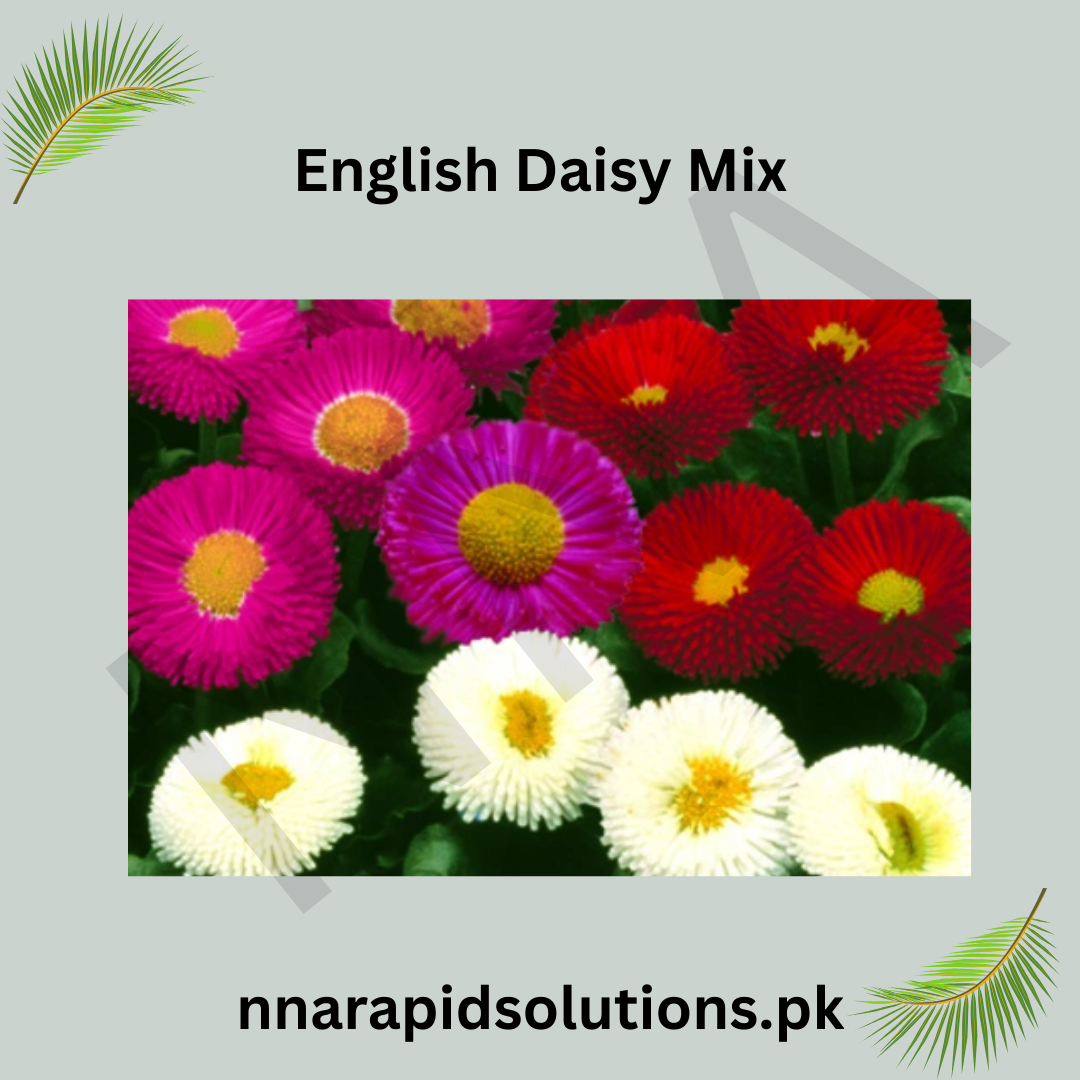 English Daisy Mix Seeds in Pakistan  Charming Seasonal Flowering Plants
