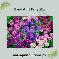 Candytuft Fairy Mix Seeds in Pakistan  Fragrant Seasonal Flowering Plants