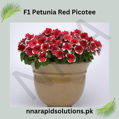 F1 Petunia Red Picotee Seeds in Pakistan  Hybrid Flower Seeds for Pots, Beds & Borders