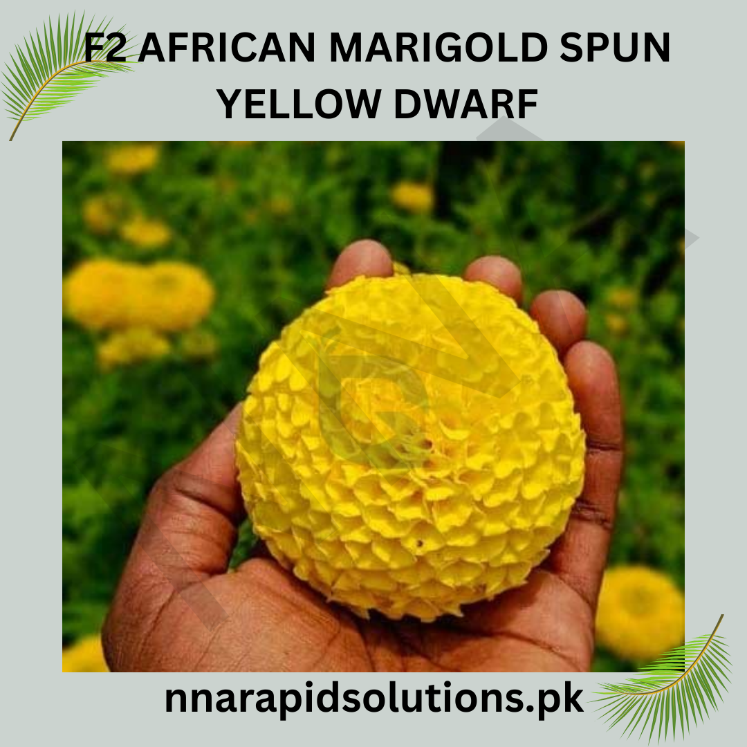 F1 African Marigold Spun Yellow Dwarf Seeds in Pakistan  Compact Bright Flowering Plant