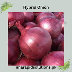 Hybrid Onion Seedlings per Kg  High Yield & Disease Resistant