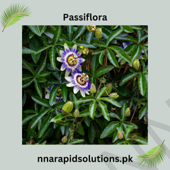 Passiflora Vine Plant (Purple) in Pakistan  Exotic Passion Flower for Gardens
