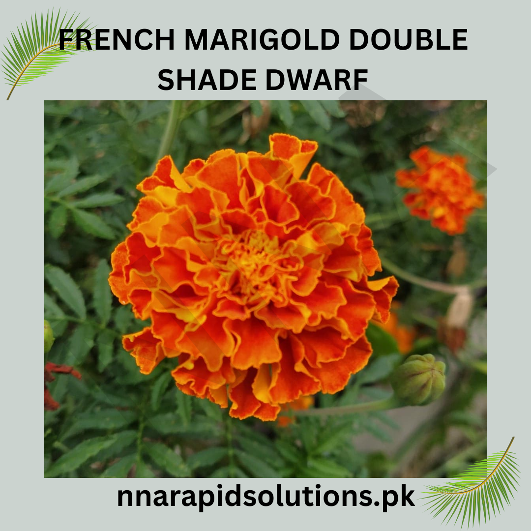 French Marigold Double Shade Dwarf Seeds in Pakistan  Two-Tone Compact Flowering Plants