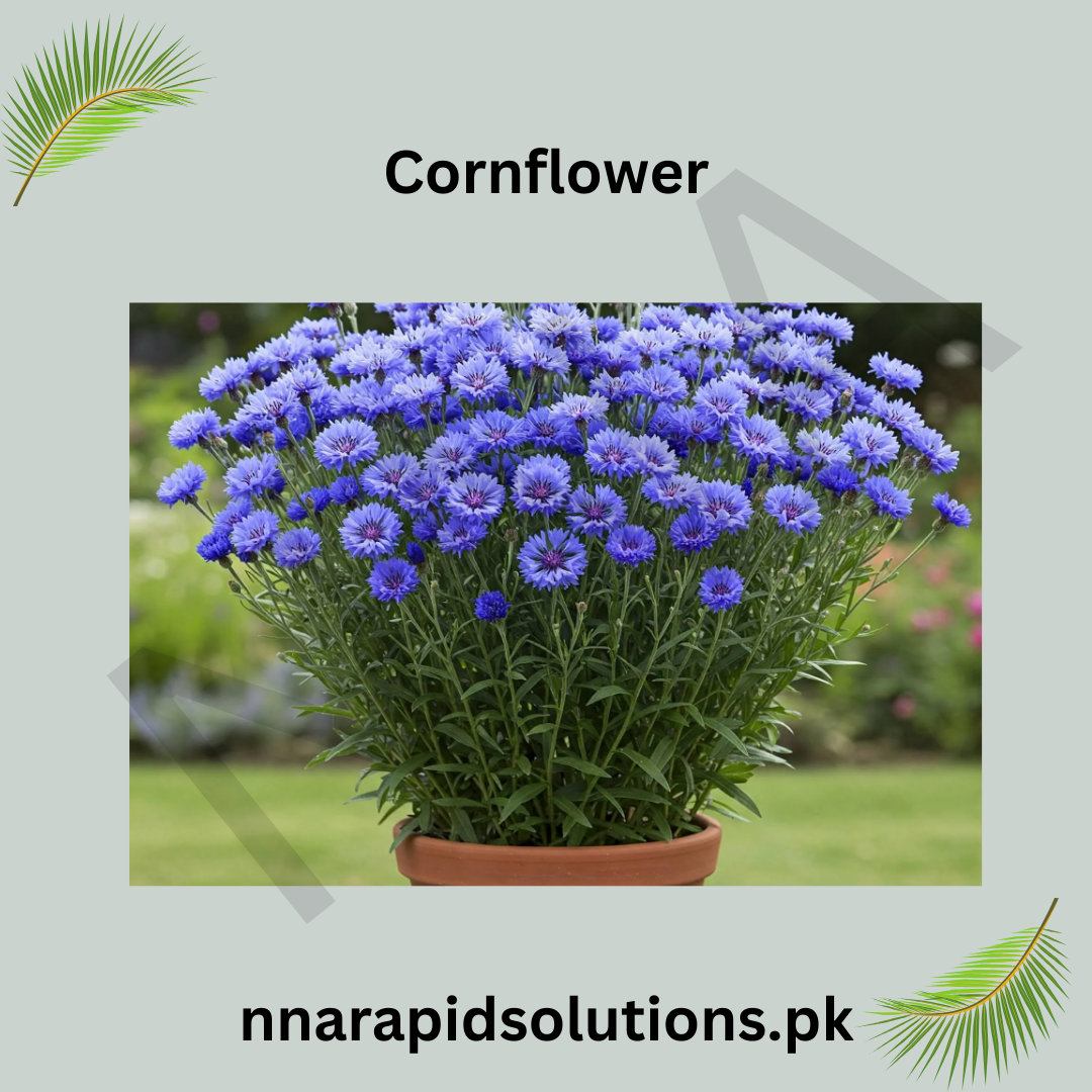 Cornflower Seeds in Pakistan  Classic Seasonal Blue Flowering Plants