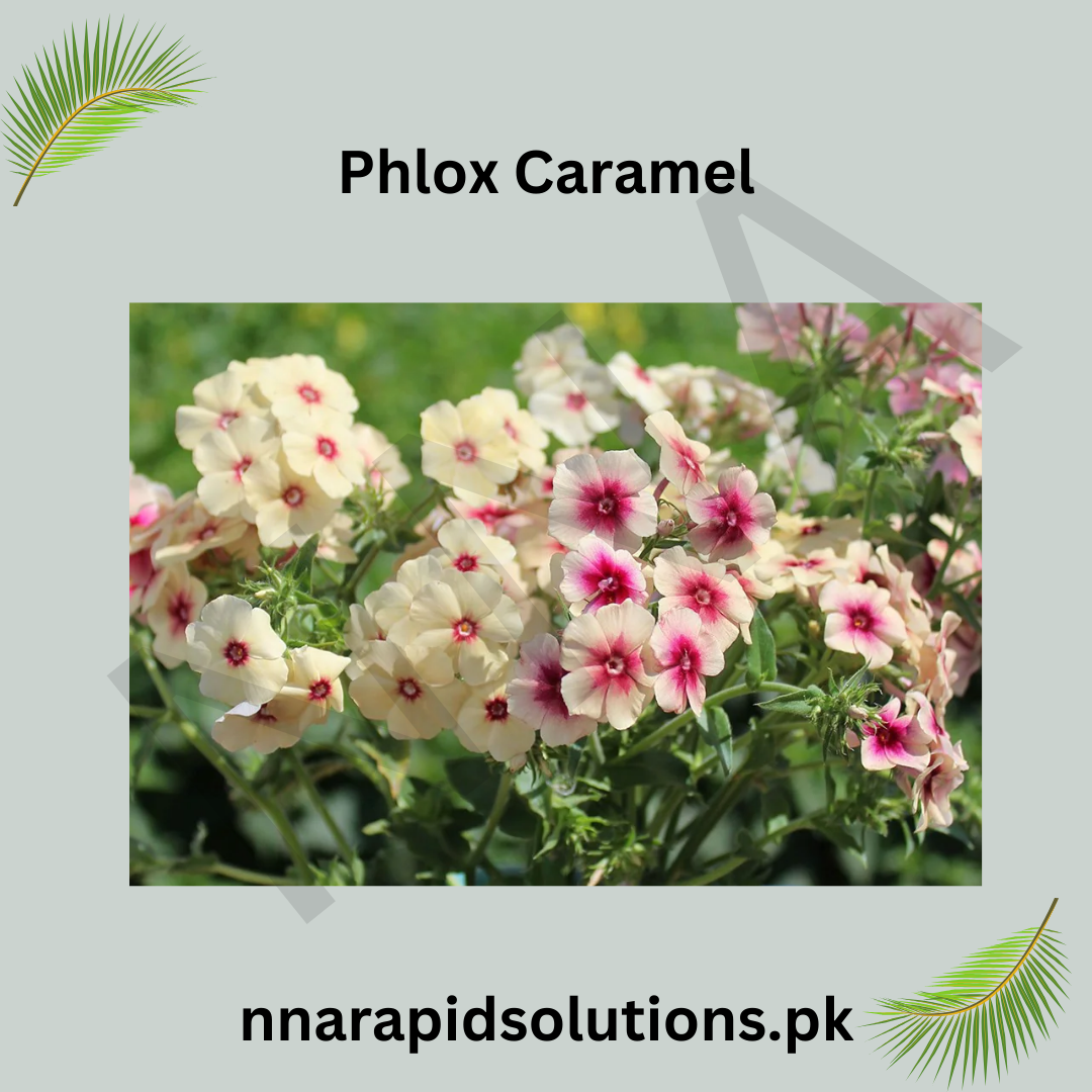 Phlox Caramel Seeds in Pakistan  Unique Seasonal Flower Variety