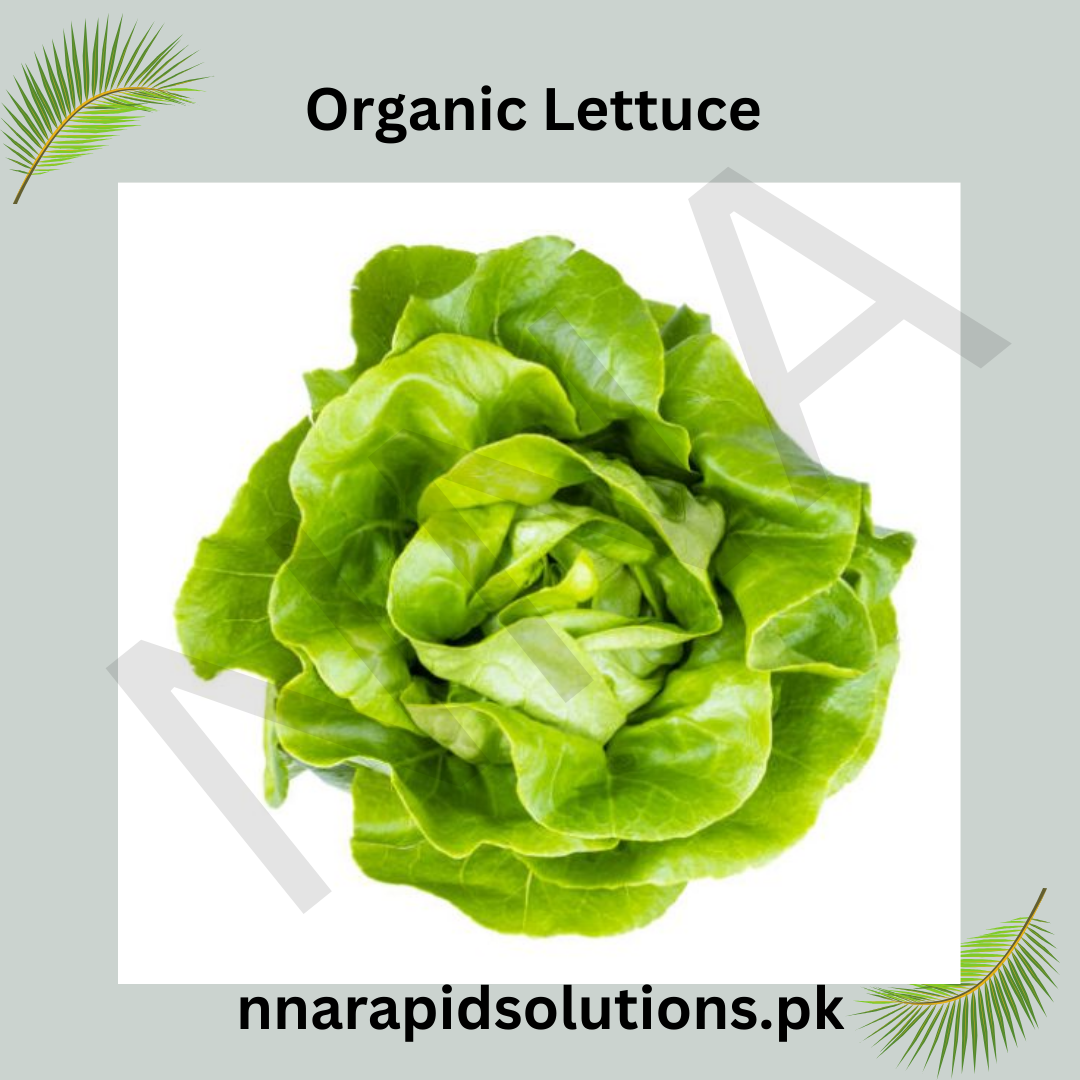 Organic Lettuce Seeds (Salad Pata)  Imported, Chemical-Free for Pakistans Winter Gardening