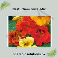 Nasturtium Jewel Mix Seeds in Pakistan  Colorful Seasonal Flowering Plants