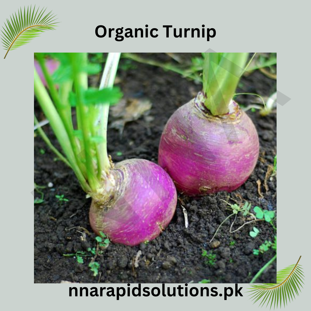 Buy Organic Turnip Seeds (Shaljam)  Winter Vegetable for Pakistan