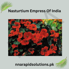 Nasturtium Empress of India Seeds in Pakistan  Deep Red Seasonal Flowers