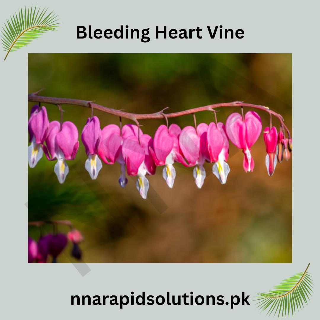 Bleeding Heart Vine Plant in Pakistan  Small Climber with Pink & White Flowers (Small Plant)