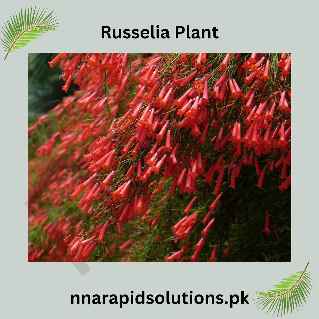 Buy Russelia Plant (Fire Creeper)  Red Flowering Waterfall Plantsselia plant/ fire creeper