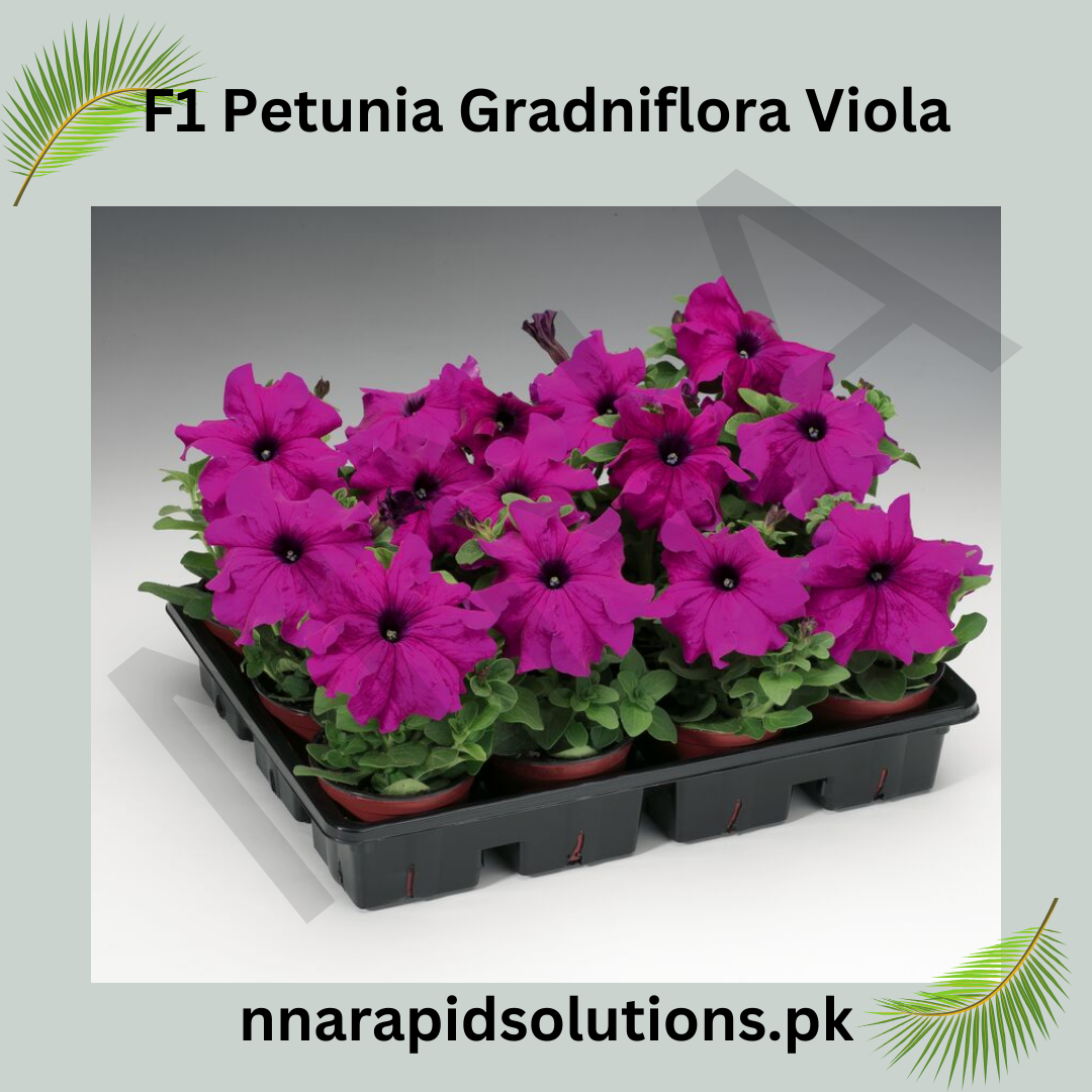 F1 Petunia Grandiflora Viola Seeds in Pakistan  Hybrid Purple Winter Flower Seeds
