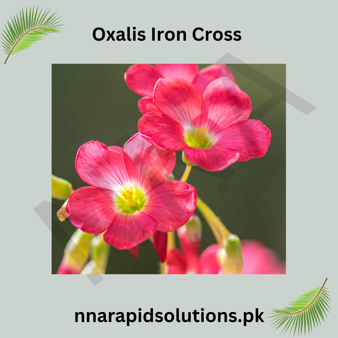 Oxalis Iron Cross  Lucky Clover Bulbs for Garden & Pots