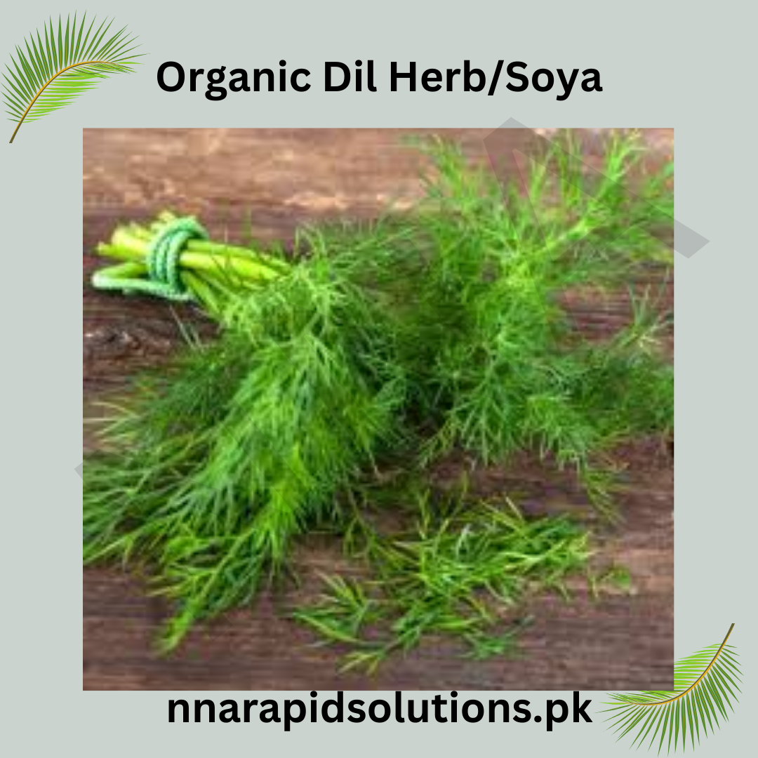 Organic Dill Herb Seeds in Pakistan  Grow Fresh, Aromatic Dill at Home