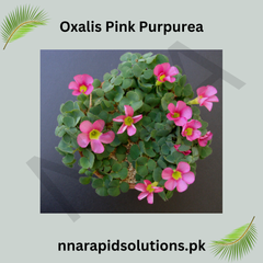 Oxalis Pink Purpurea  Elegant Pink Clover Blooms