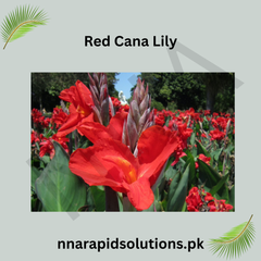 Red Canna/Cana Lily  Bold Tropical Beauty for Your Garden