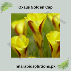Oxalis Golden Cap  Bright Blooms for a Cheerful Garden