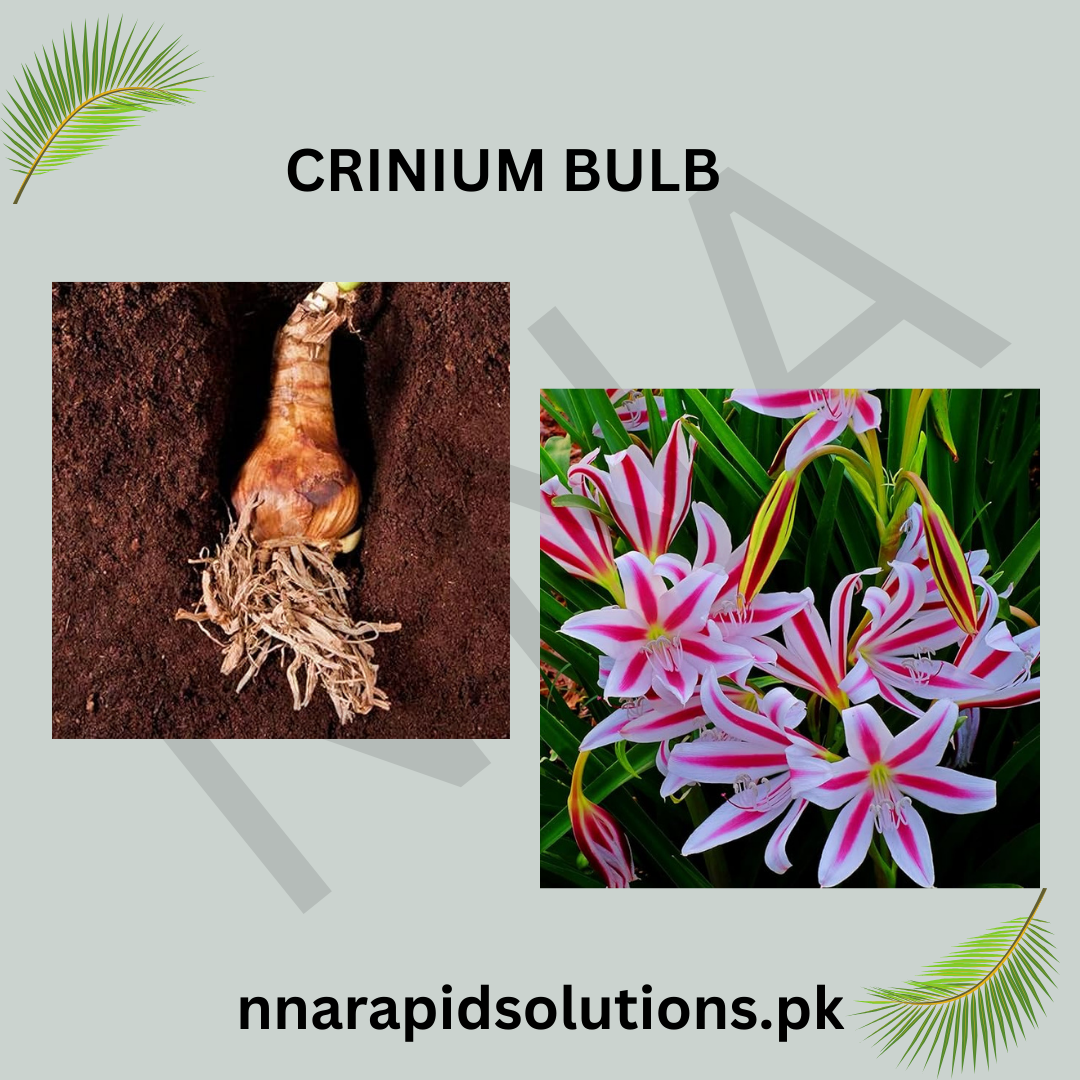 Crinum/Crinium Bulb Milky White & Pink Hardy & Fragrant Blooming Plant