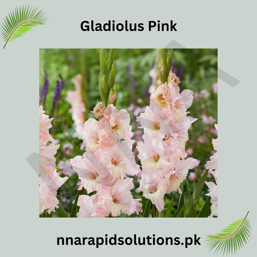 Gladiolus Pink Bulb  Graceful Spikes of Soft Pink Blooms