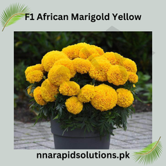 F1 African Marigold Yellow Seeds in Pakistan  Hybrid Winter Flower Seeds for Gardens