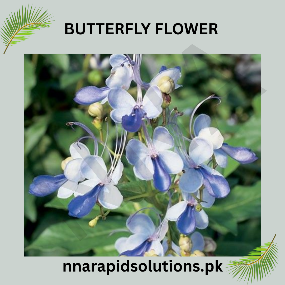 Butterfly Flower Seeds in Pakistan  Attractive Seasonal Blooms for Pollinator Gardens