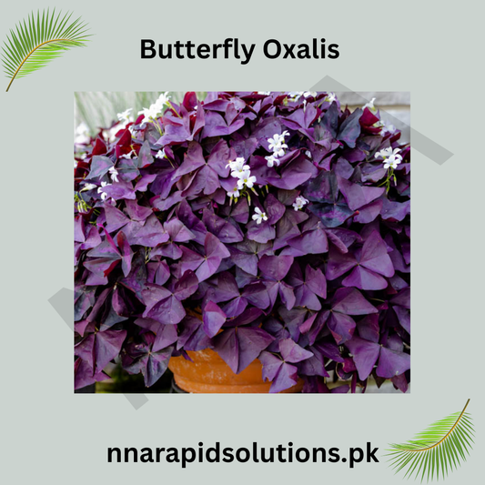 Butterfly Oxalis  Rare Purple Shamrock Bulbs