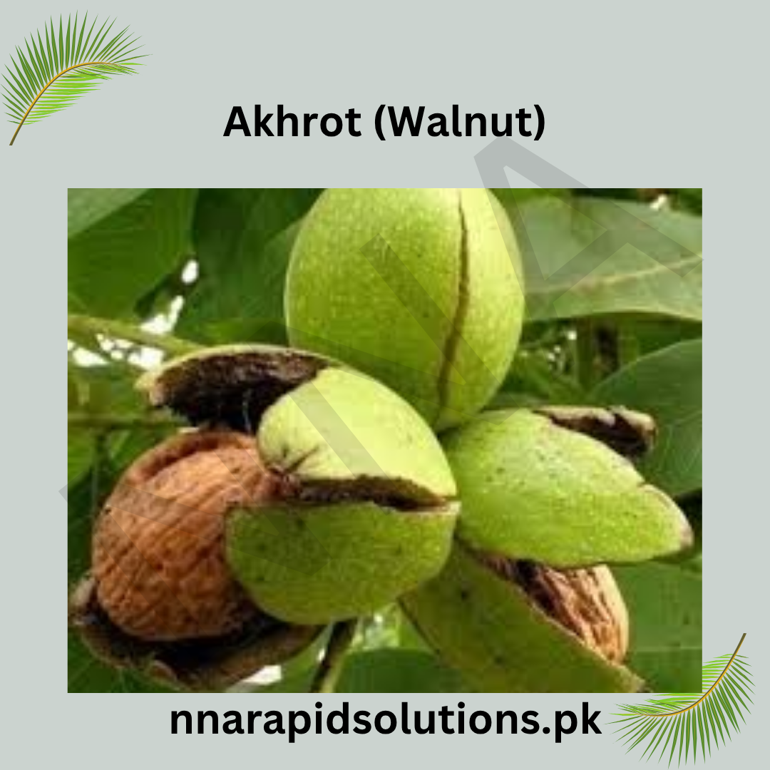 Akhrot (Walnut)  Fruit Plant (1 Year Old)