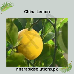 China Lemon  Fruit Plant (2 Years Old)