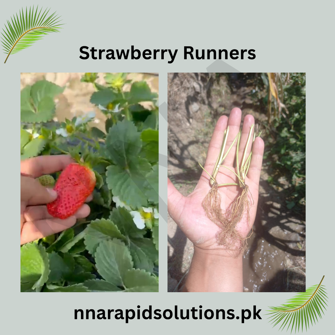 Strawberry Runners Swat Variety  Premium Sweet Strawberry Plants
