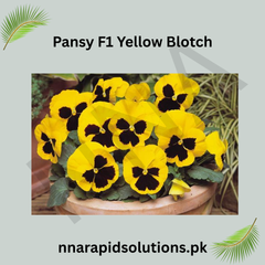 Pansy/Pensy F1 Yellow Blotch  Premium Hybrid Flower Seeds