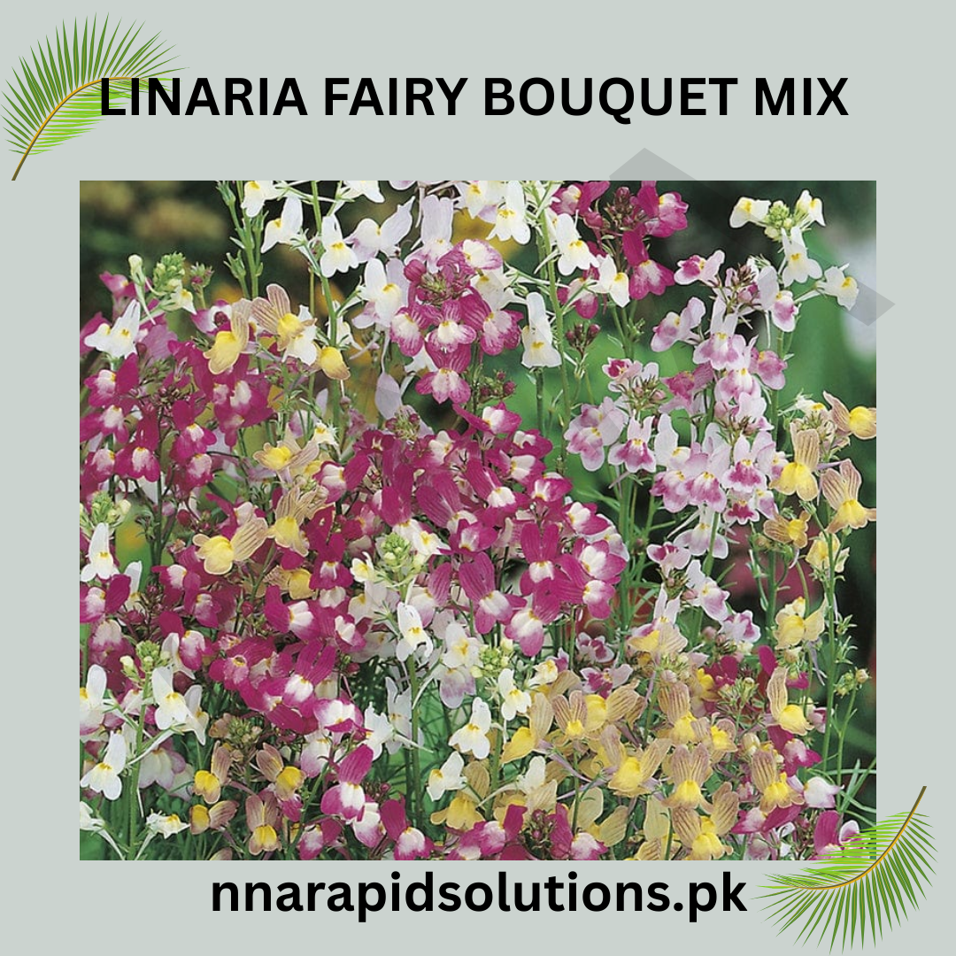 Linaria Fairy Bouquet Mix Seeds in Pakistan  Multi-Colored Dwarf Flowering Plants