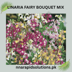 Linaria Fairy Bouquet Mix Seeds in Pakistan  Multi-Colored Dwarf Flowering Plants