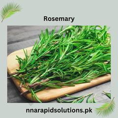 Rosemary Paneeri  Fresh Aromatic Herb Seedlings for Home & Garden