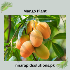 Dhusseri Mango Plant  1.5 Years Old
